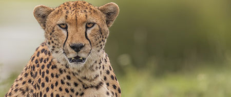 Cheetah Posing for Camera