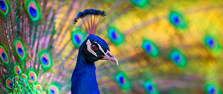 Sparkling Peacock